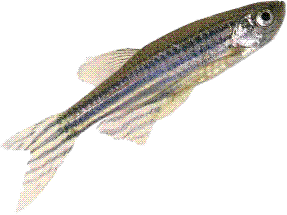 BIOL1020 Genetics blog: Zebrafish : The Current and Future in Neuroscience