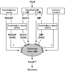 DPP-4 Inhibitors