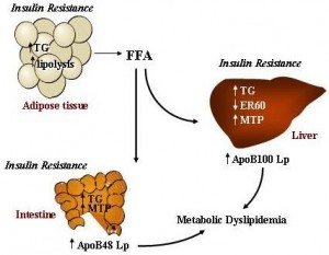 Insulin Resistant