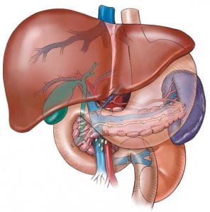 Diabetes And The Liver