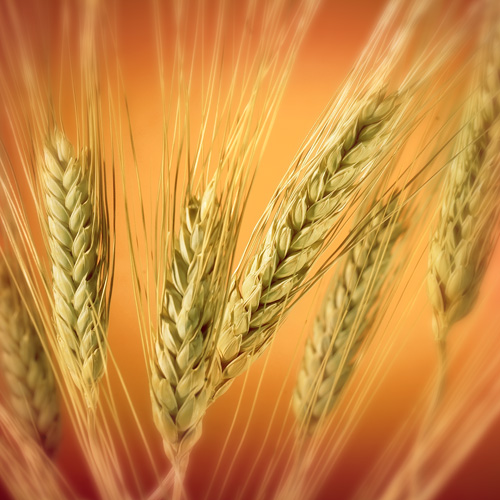 The Type 1 Diabetes Wheat Link