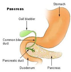 Understanding Your Pancreas