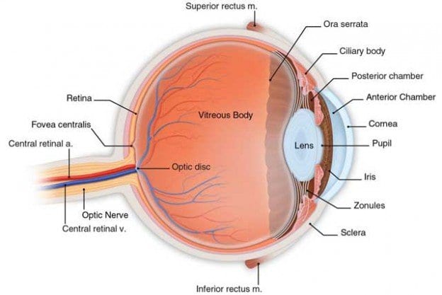 diabetic retinopathy