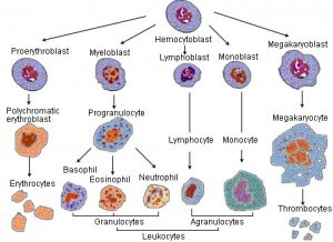 Cells That Reduce Autoimmune Attacks