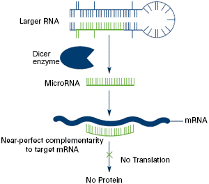 MircoRNAS - Increased Risk of Amputations