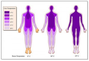 body temperature and insulin linked