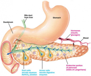 Artificial Pancreas May Improve Overnight Control of Diabetes in Adults