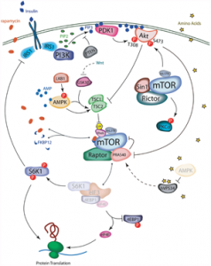 New Discoveries Made in Conquering Kidney Disease in Diabetic Patients