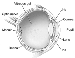 New Drug Delivery Mechanism For Retinopathy