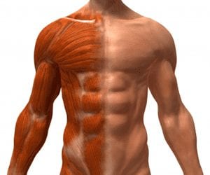 Body Muscle Mass Helps Fight Insulin Resistance