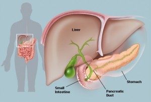 Inner Workings of Pancreas Detailed With New Imaging Technology