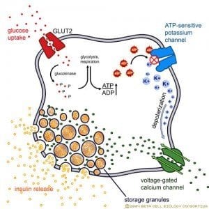 Insulin Therapy Reduces Risk of Diabetes in Kidney Transplant Patients