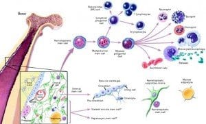 Neural Stem Cells May Replace Lost Beta Cells