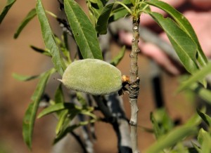 Can Wild Almond Tree Oil Fight Off Obesity and Diabetes