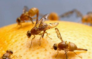 New Research Shows Insulin Resistance In Overfed Fruit Flies