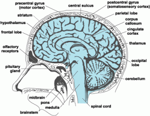 New Study Show High Blood Sugar Linked To Brain Shrinkage